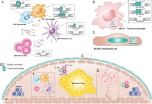 Single cell sequencing identifies different cell types in atherosclerotic plaques revealing the microatanomy of these lesions.