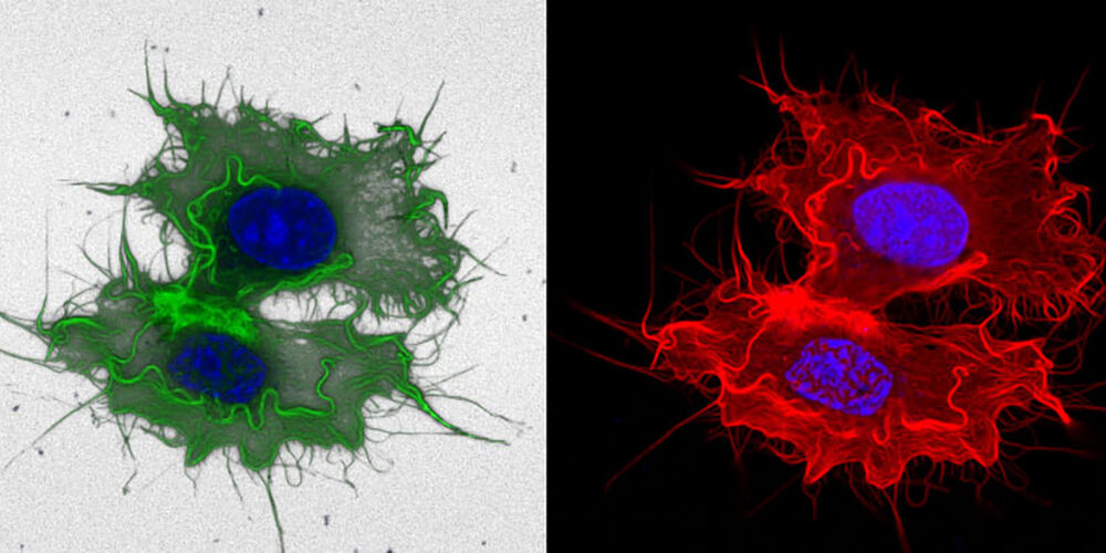 Introducing image of the groupCell and Tissue Imaging Unit