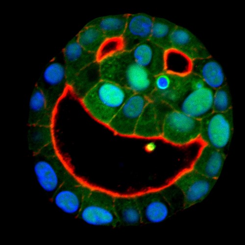 Cell and Tissue Imaging Unit´s Profile image nro 2
