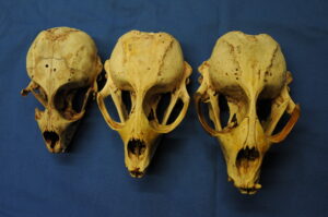 Three different size Saimaa ringed seal skulls
