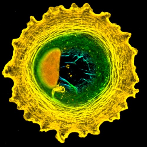 Cell and Tissue Imaging Unit´s Profile image nro 3
