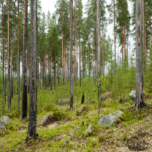 Image:  Metsäekologian ja metsien monimuotoisuuden tutkimusryhmä