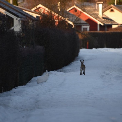 Image:  Jäniseläintutkimus