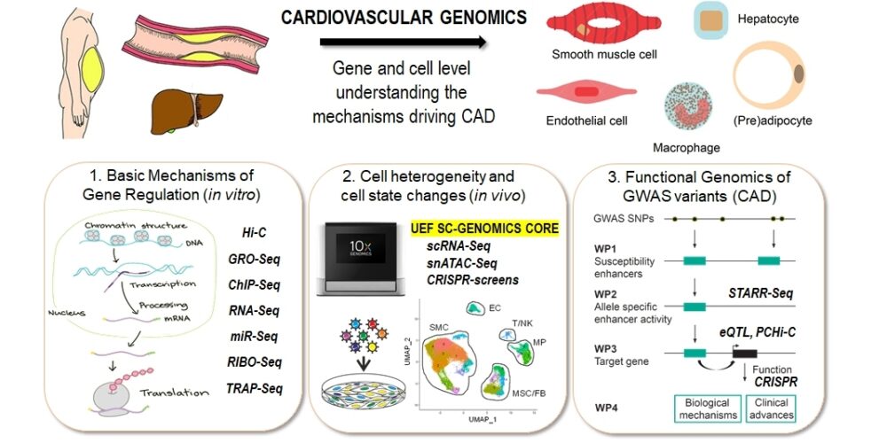 Introducing image of the groupCardiovascular Genomics (Kaikkonen lab)