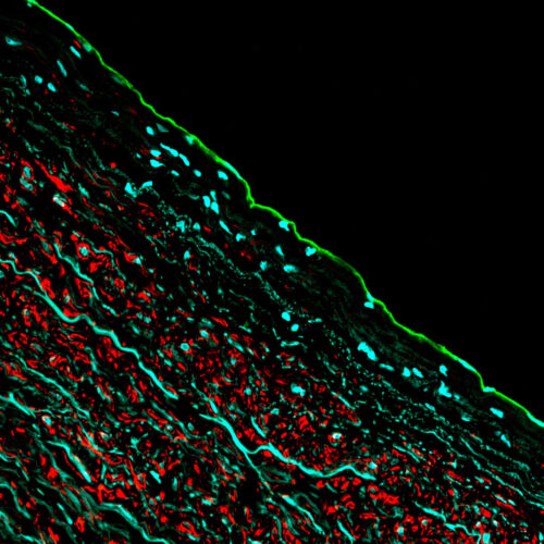 Vascular Biology (Laakkonen)´s Profile image