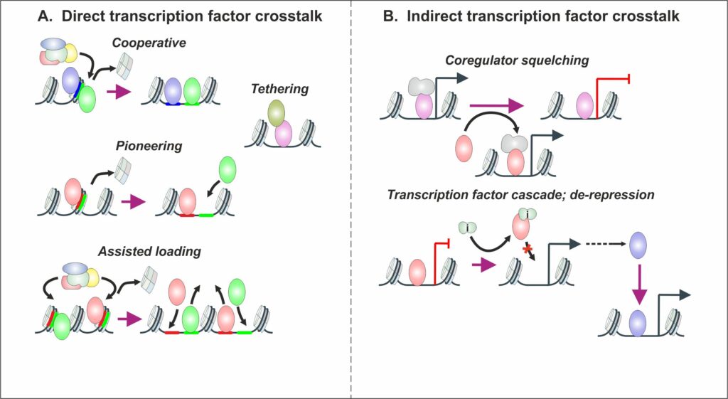 Figure 1. Transcription factor crosstalk mechanisms