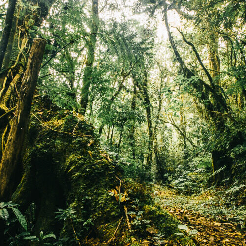 Poliittiset metsät - Mesoamerikan trooppisten sademetsien suojelu profiilikuva
