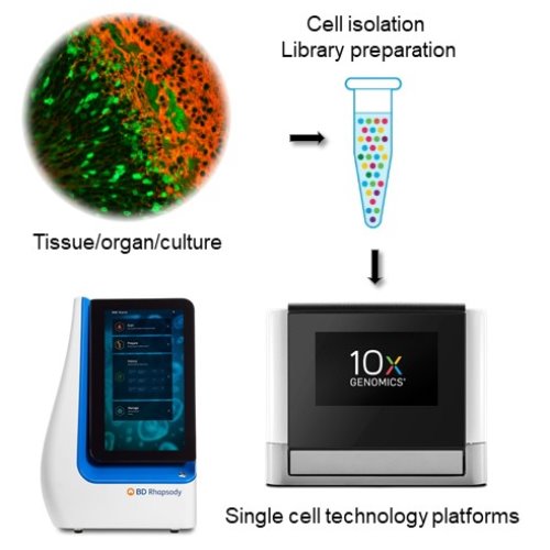 Image:  Single Cell Genomics Core