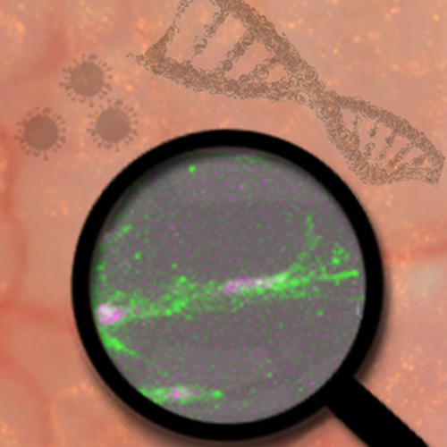 Molecular Medicine´s Profile image nro 2