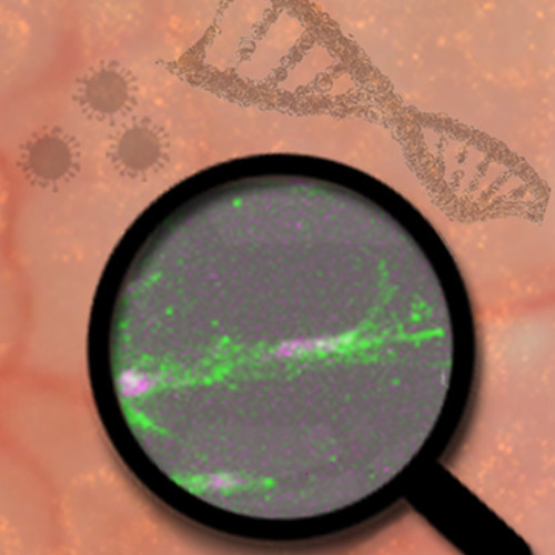 Molecular Medicine´s Profile image