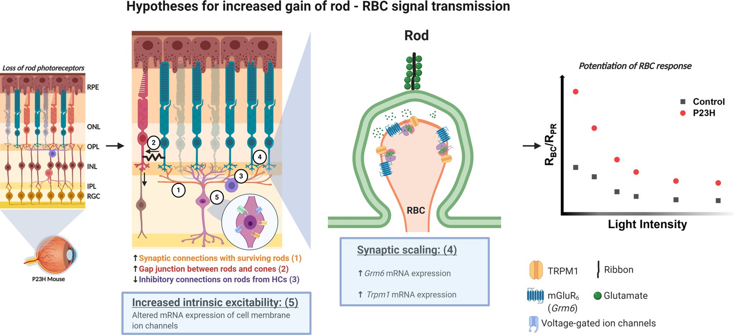 Graphical abstract