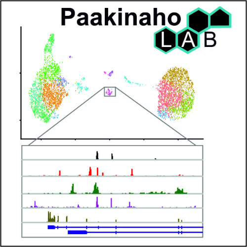 Image:  Transkriptiotekijöiden ristiinkytkentä syövissä - Paakinaho lab