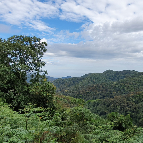 Image:  Tropical ecology and edible insects