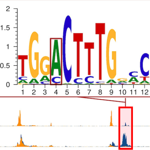 Genetics of gene regulation in disease - Heikkinen lab´s Profile image