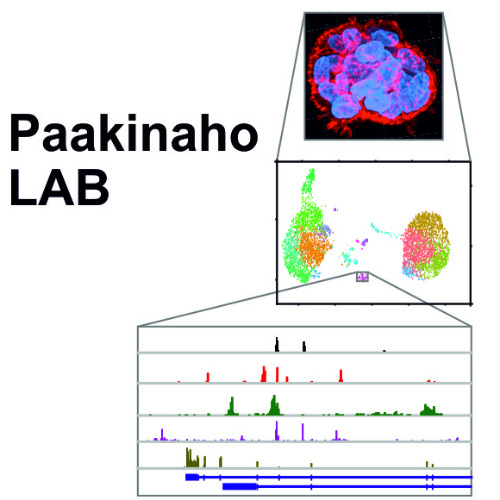 Transcription factor crosstalk in cancers - Paakinaho lab´s Profile image