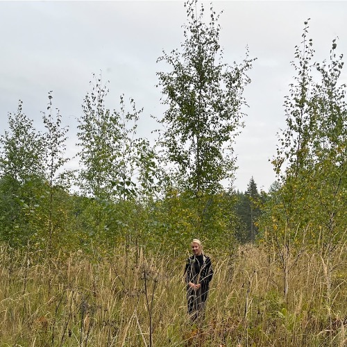 Image:  Common garden experiment with birches