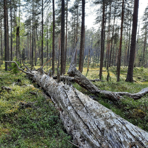 Image of  Metsien häiriöekologia