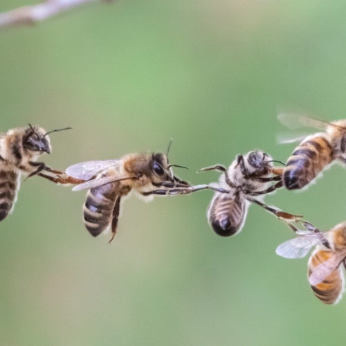 Image:  Nature-Inspired Machine Learning