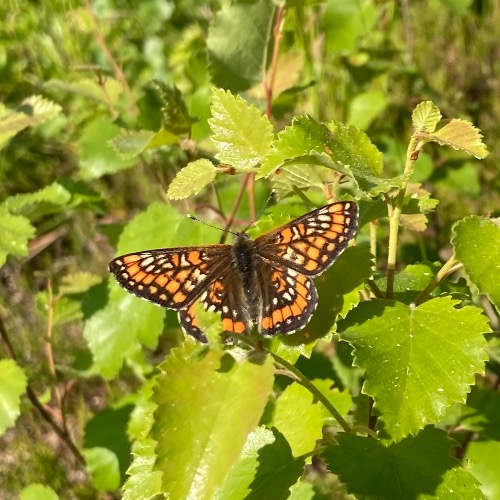 Image:  Entomology Joensuu