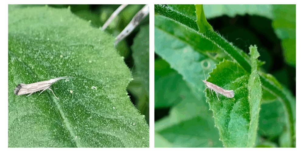 Introducing image of the groupInsect-pheromones and climate change: Effects of ozone and warming on sexual communication and plant induced resistance