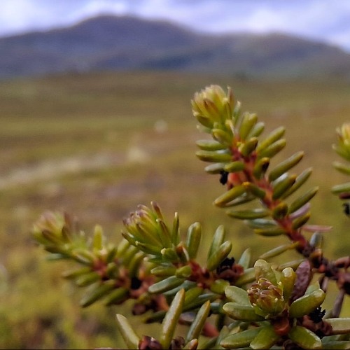 Image of Variksenmarjan vallassa: muuttuvan tundran ekologiset vuorovaikutukset (EmpERA)