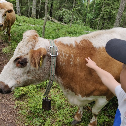 Image of  Uudistavan matkailun potentiaali Pohjois-Karjalassa – tiedonvälityksestä käytännöiksi (USMA)