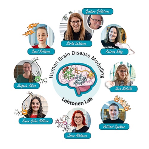 Image:  Human Brain Disease Modelling (Lehtonen lab)